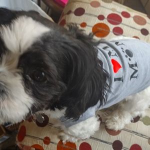 Puppy tees and ties. All $5.00 each we have male and female. Bow ties for both